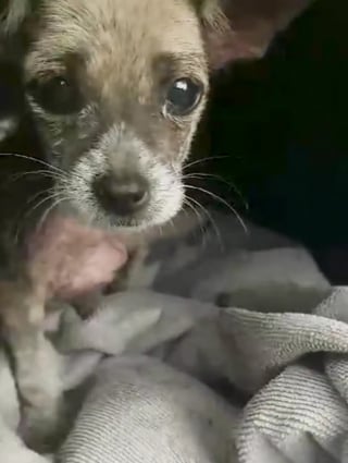 Illustration de l'article : Seule et tremblante au bord d’une route, cette petite chienne ignorait que sa vie allait changer grâce à une bénévole
