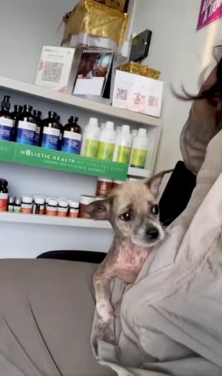 Illustration de l'article : Seule et tremblante au bord d’une route, cette petite chienne ignorait que sa vie allait changer grâce à une bénévole