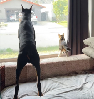 Illustration de l'article : Ce chat n’a peur de rien, surtout pas des chiens voisins qui aboient sur son Dobermann (vidéo)