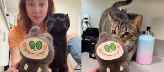Illustration de l'article : Elle crée une peluche tendance avec les poils de son chat et le résultat fait sensation (vidéo)