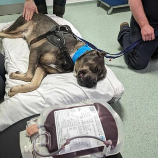 Illustration de l'article : En attendant sa famille pour la vie, ce chien dont l’apparence intimide les adoptants sauve la vie d’un chiot en détresse