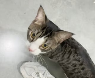 Illustration de l'article : Un adorable chat ramené au refuge car ses propriétaires estiment qu’il est trop agité la nuit (vidéo)