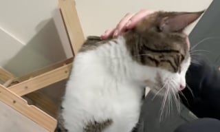 Illustration de l'article : Un adorable chat ramené au refuge car ses propriétaires estiment qu’il est trop agité la nuit (vidéo)