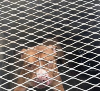 Illustration de l'article : Prisonnier d’une boîte brûlante en pleine canicule, ce chien a survécu à l’indicible et connaît enfin le bonheur (vidéo)