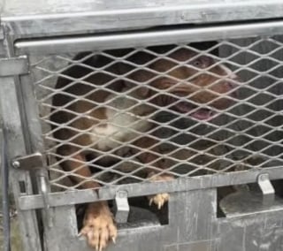 Illustration de l'article : Prisonnier d’une boîte brûlante en pleine canicule, ce chien a survécu à l’indicible et connaît enfin le bonheur (vidéo)