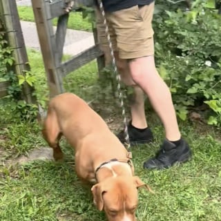 Illustration de l'article : Prisonnier d’une boîte brûlante en pleine canicule, ce chien a survécu à l’indicible et connaît enfin le bonheur (vidéo)