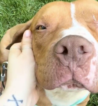 Illustration de l'article : Prisonnier d’une boîte brûlante en pleine canicule, ce chien a survécu à l’indicible et connaît enfin le bonheur (vidéo)