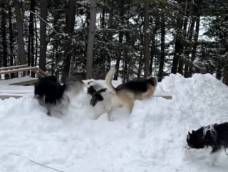 Illustration de l'article : Seul face au silence de la maison, ce Husky accueille avec une énorme joie sa nouvelle petite sœur qu'il attendait impatiemment (vidéo)