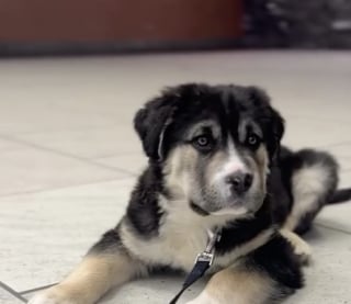 Illustration de l'article : Seul face au silence de la maison, ce Husky accueille avec une énorme joie sa nouvelle petite sœur qu'il attendait impatiemment (vidéo)