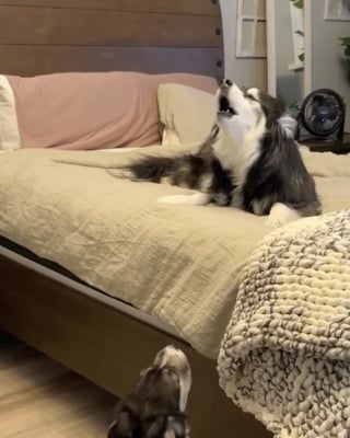 Illustration de l'article : Seul face au silence de la maison, ce Husky accueille avec une énorme joie sa nouvelle petite sœur qu'il attendait impatiemment (vidéo)