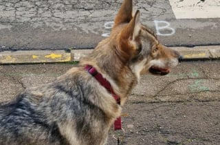 Illustration de l'article : Un chien-loup insaisissable vit un mois de cavale avant de retrouver les siens grâce à une formidable mobilisation
