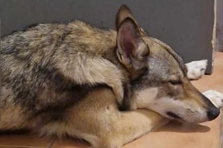 Illustration de l'article : Un chien-loup insaisissable vit un mois de cavale avant de retrouver les siens grâce à une formidable mobilisation
