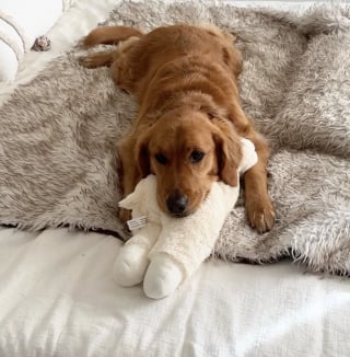 Illustration de l'article : « Des cadeaux de toutes sortes », ces 2 Golden Retrievers ont une adorable routine matinale pour dire « je t’aime » à leurs maîtres (vidéo)