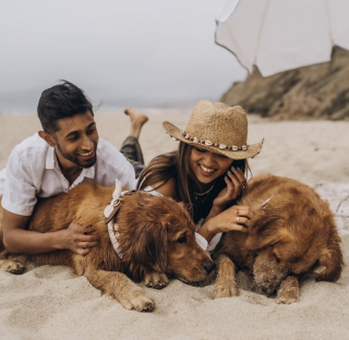 Illustration de l'article : « Des cadeaux de toutes sortes », ces 2 Golden Retrievers ont une adorable routine matinale pour dire « je t’aime » à leurs maîtres (vidéo)