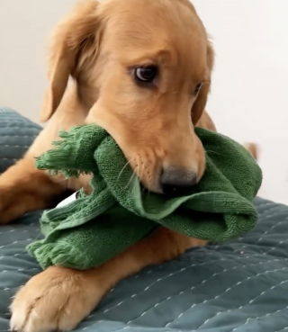 Illustration de l'article : « Des cadeaux de toutes sortes », ces 2 Golden Retrievers ont une adorable routine matinale pour dire « je t’aime » à leurs maîtres (vidéo)