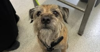 Illustration de l'article : Amené pour une simple bosse à la gencive, le vétérinaire a découvert une maladie prête à emporter ce Border Terrier