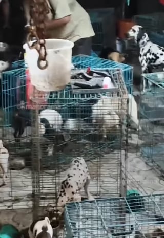 Illustration de l'article : Un garçon de 8 ans donne l’alerte après avoir été abandonné par son père avec 26 chiens