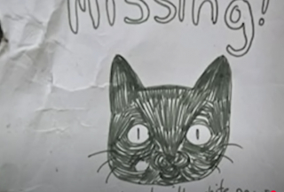 Illustration de l'article : En pleine randonnée sur une île sauvage, un couple tombe nez à nez avec un chat perdu qui n’aurait jamais dû être là