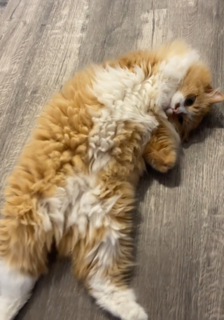 Illustration de l'article : Privé des pattes avant mais heureux, ce chat roux a trouvé une façon émouvante de dire à sa maîtresse qu’il veut des câlins (vidéo)