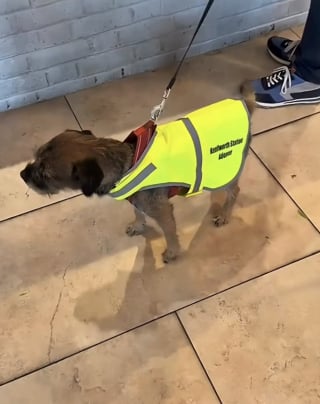 Illustration de l'article : Paré de son gilet de sécurité, ce Border Terrier accueille les usagers d’une gare et fait la joie des voyageurs (vidéo)