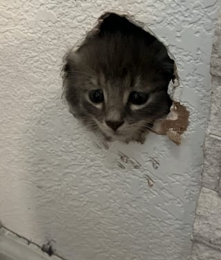 Illustration de l'article : Une jeune femme entend des bruits dans son mur, elle ne s’attendait pas à y trouver 2 adorables chatons (vidéo)