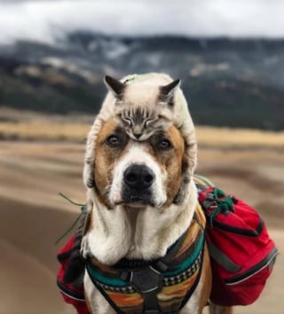 Illustration de l'article : 17 photos de chats qui dévoilent leurs habitudes très étranges