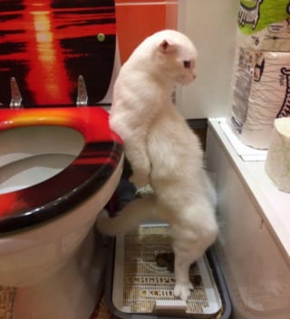 Illustration de l'article : 17 photos de chats qui dévoilent leurs habitudes très étranges