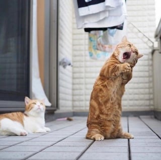 Illustration de l'article : 17 photos de chats qui dévoilent leurs habitudes très étranges