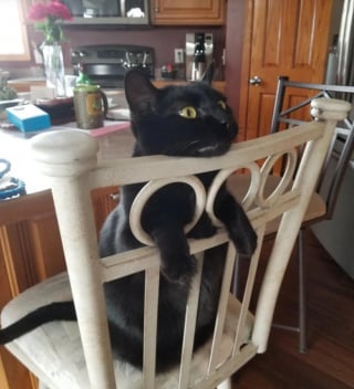 Illustration de l'article : 17 photos de chats qui dévoilent leurs habitudes très étranges