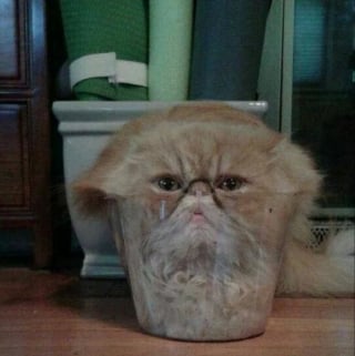 Illustration de l'article : 17 photos de chats qui dévoilent leurs habitudes très étranges