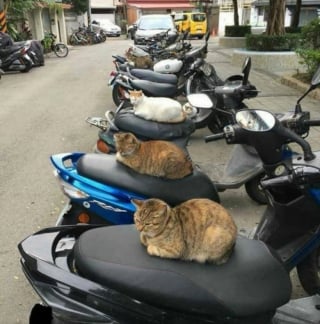 Illustration de l'article : 17 photos de chats qui dévoilent leurs habitudes très étranges