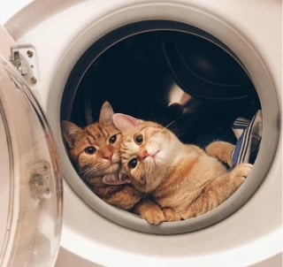 Illustration de l'article : 17 photos de chats qui dévoilent leurs habitudes très étranges