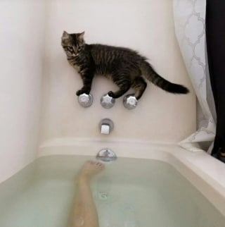 Illustration de l'article : 17 photos de chats qui dévoilent leurs habitudes très étranges