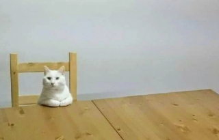 Illustration de l'article : 17 photos de chats qui dévoilent leurs habitudes très étranges