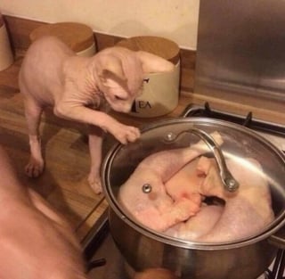 Illustration de l'article : 17 photos de chats qui dévoilent leurs habitudes très étranges