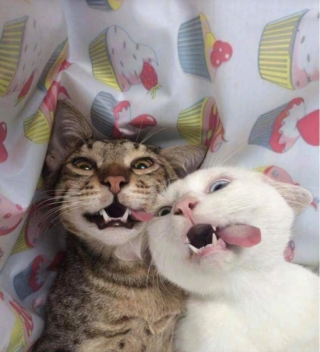 Illustration de l'article : 17 photos de chats qui dévoilent leurs habitudes très étranges