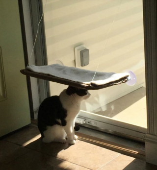 Illustration de l'article : 17 photos de chats qui dévoilent leurs habitudes très étranges