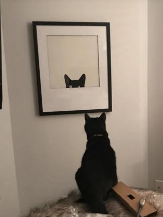 Illustration de l'article : 17 photos de chats qui dévoilent leurs habitudes très étranges
