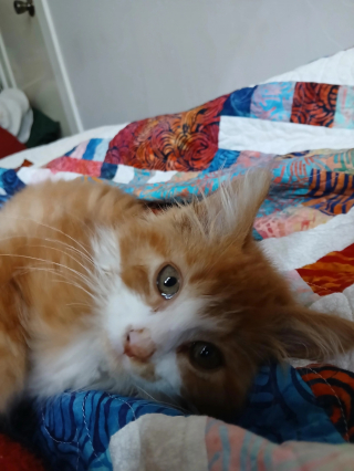 Illustration de l'article : Sa mère lui demande si ses chats s’entendent bien, elle lui répond avec une photo drôle et attendrissante