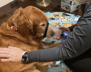 Illustration de l'article : 2 ans après la découverte d’un cancer très agressif, cette chienne intégrée à un programme expérimental universitaire se porte à merveille
