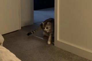 Illustration de l'article : Sentant la tristesse envahir sa maîtresse, cette chatte lui apporte délicatement son jouet préféré pour la réconforter (vidéo)