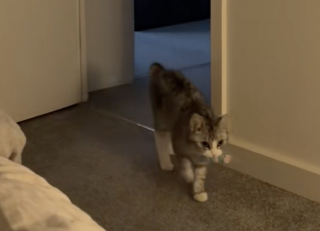 Illustration de l'article : Sentant la tristesse envahir sa maîtresse, cette chatte lui apporte délicatement son jouet préféré pour la réconforter (vidéo)
