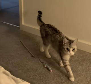Illustration de l'article : Sentant la tristesse envahir sa maîtresse, cette chatte lui apporte délicatement son jouet préféré pour la réconforter (vidéo)