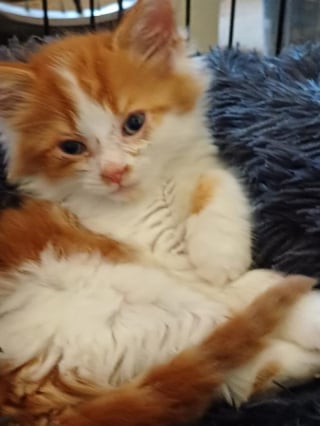 Illustration de l'article : 4 heures d’efforts et un peu de génie ont suffi à ce plombier pour libérer un chaton coincé dans un lampadaire