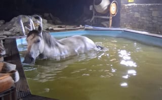 Illustration de l'article : Les pompiers luttent pendant 3 heures pour sauver une jument de 800 kg tombée dans une piscine avec son poulain