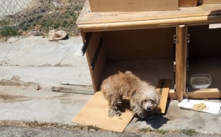 Illustration de l'article : Recroquevillées contre une vieille commode abandonnée, 2 chiennes terrorisées attendaient sans comprendre que quelqu’un vienne enfin les sauver