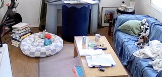 Illustration de l'article : Très doué dans l’utilisation des boutons de communication, ce chien demande à un assistant vocal de jouer sa chanson préférée (vidéo)