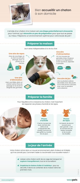 Illustration de l'article : Bien accueillir un chaton à son domicile