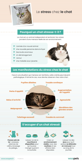 Illustration de l'article : Le stress chez le chat