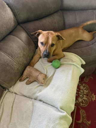 Illustration de l'article : Apr&egrave;s 1000 jours d'attente, ce chien ayant grandi au refuge d&eacute;couvre le confort d'un canap&eacute; et l'amour d'une famille